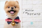 20150727_6000LIKE寵物相_Edmond_ML15050095 (demo) J18A0011a